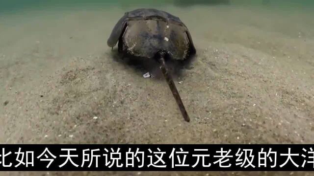 世界上的古老生物鲎,存在了四亿多年,全身流着蓝色的珍贵血液