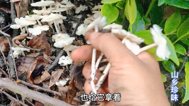 今天进山拔了一些鸡枞花,拿回家烧汤 美味极了