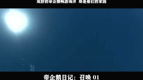 帝企鹅日记：召唤-01，成群的帝企鹅畅游海洋  那是他们的家园