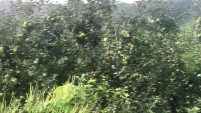 大连未来城四周环山、山区种植着各种果树、丰收在望!