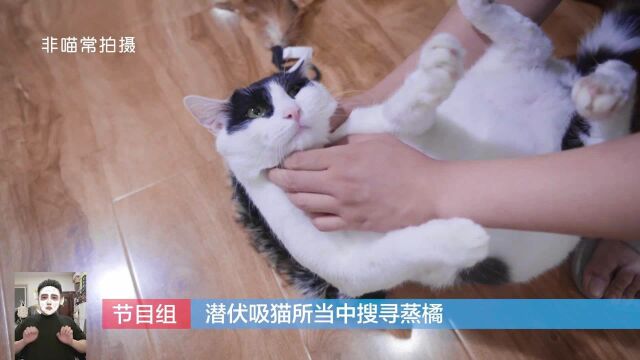 抓猫大队暗查地下吸猫所,不料直接被小猫咪萌到迷糊