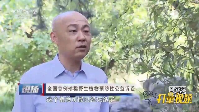 植物中的“大熊猫”,植物五小叶槭为何如此稀有罕见?来看