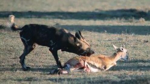 非洲豺犬集体出动，捕捉落单的羚羊，全过程被拍下！