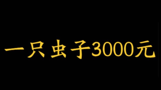 一只虫子3000元