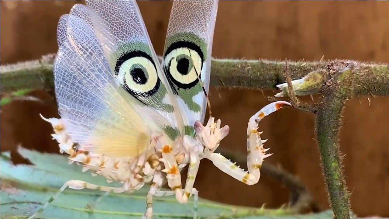 看似普通的小螳螂,却有着一双明亮的大眼睛,网友:不可思议