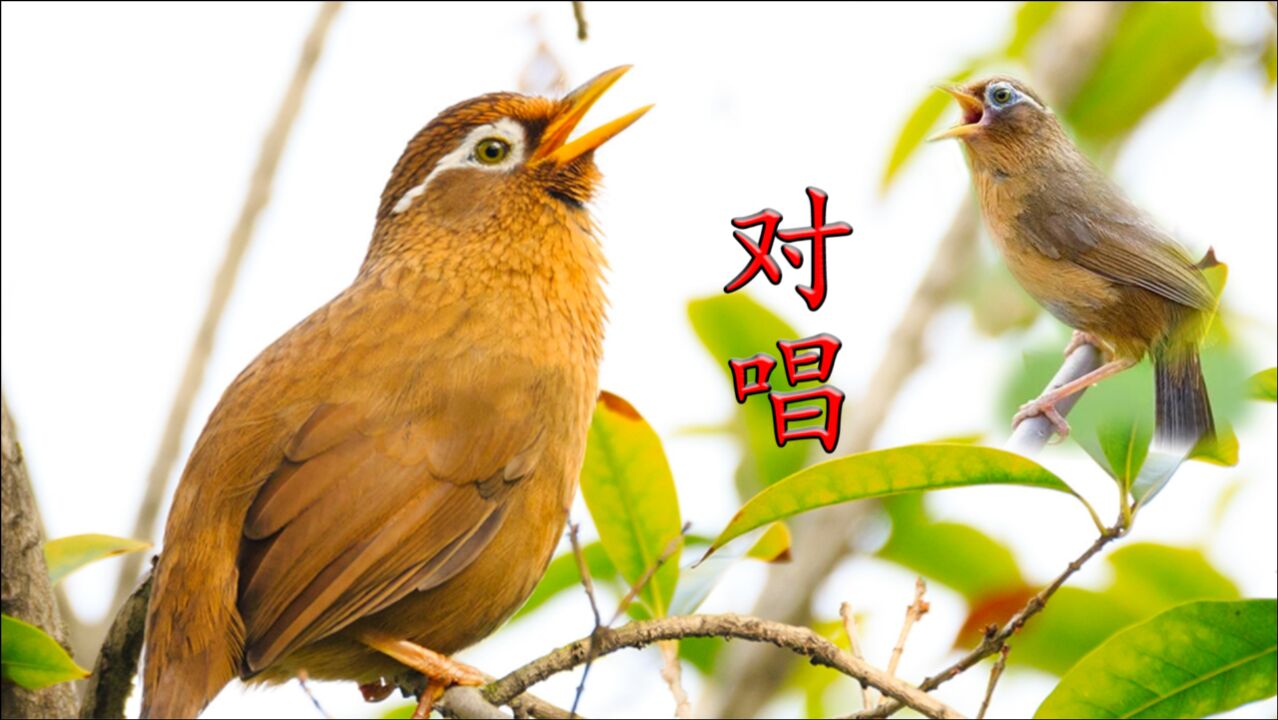 5分钟画眉鸟叫声公母对唱清晰嘹亮