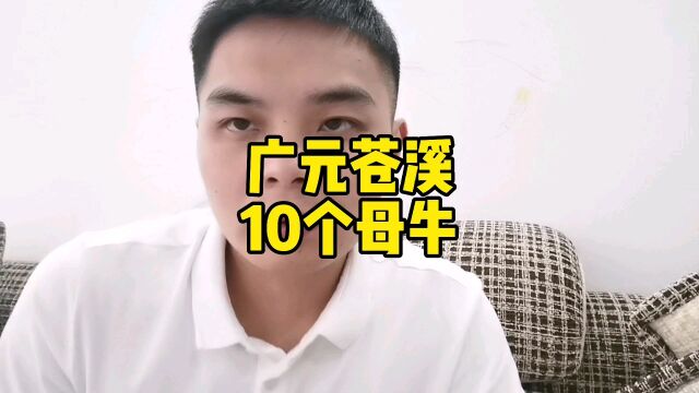 四川广元苍溪大小一起10个母牛,这质量这重量能值个什么价钱合适