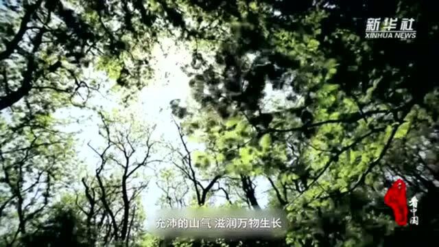 千城百县看中国|福建仙游:梦里桃源济川村