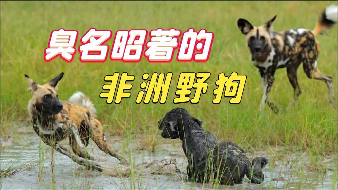 臭名昭著的非洲野狗，究竟有多恐怖？连狮子和鬣狗都要怕它三分_腾讯视频