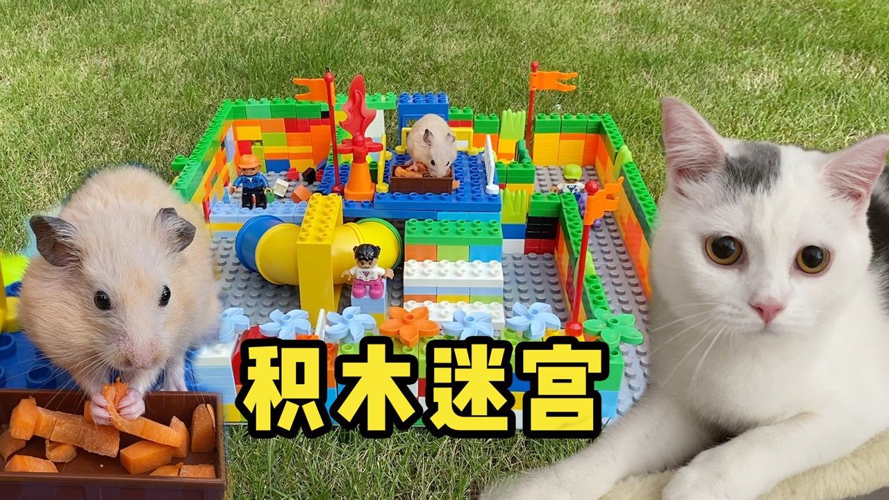 主人用积木给小仓鼠制作了一个有趣的迷宫玩,猫咪羡慕了
