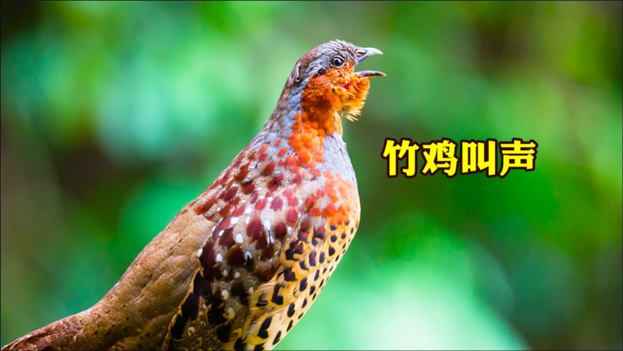 3种竹鸡叫声哪种最好听