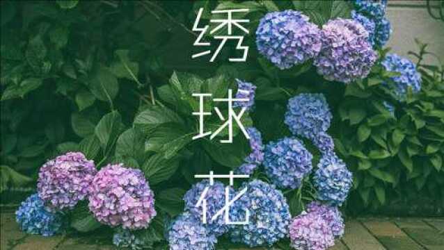 绣球花水彩画鉴赏