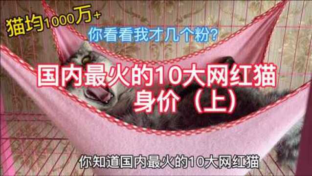 1新手知猫:国内10大著名网红猫的身价排名,你知道几个呢?