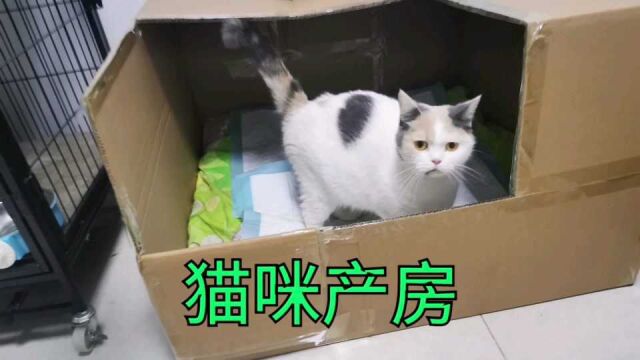 猫咪马上就要生了,主人亲自为猫咪制作的产房功能强大,一房两用