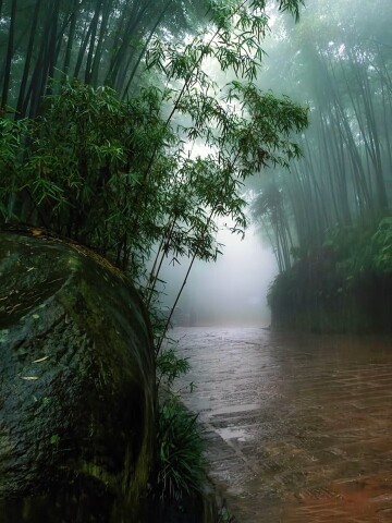 看雨是一种宣泄这山林竹海惹了聚雨浓墨翠绿惹了相思治愈了人心竹林