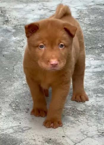 潮汕五红狗又称"潮汕土狗","短毛五红犬","五红土狗",是我国"草狗"的