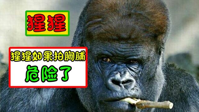 如果你碰到大猩猩对着你拍胸脯,那么你就危险了#知识π计划-知识抢