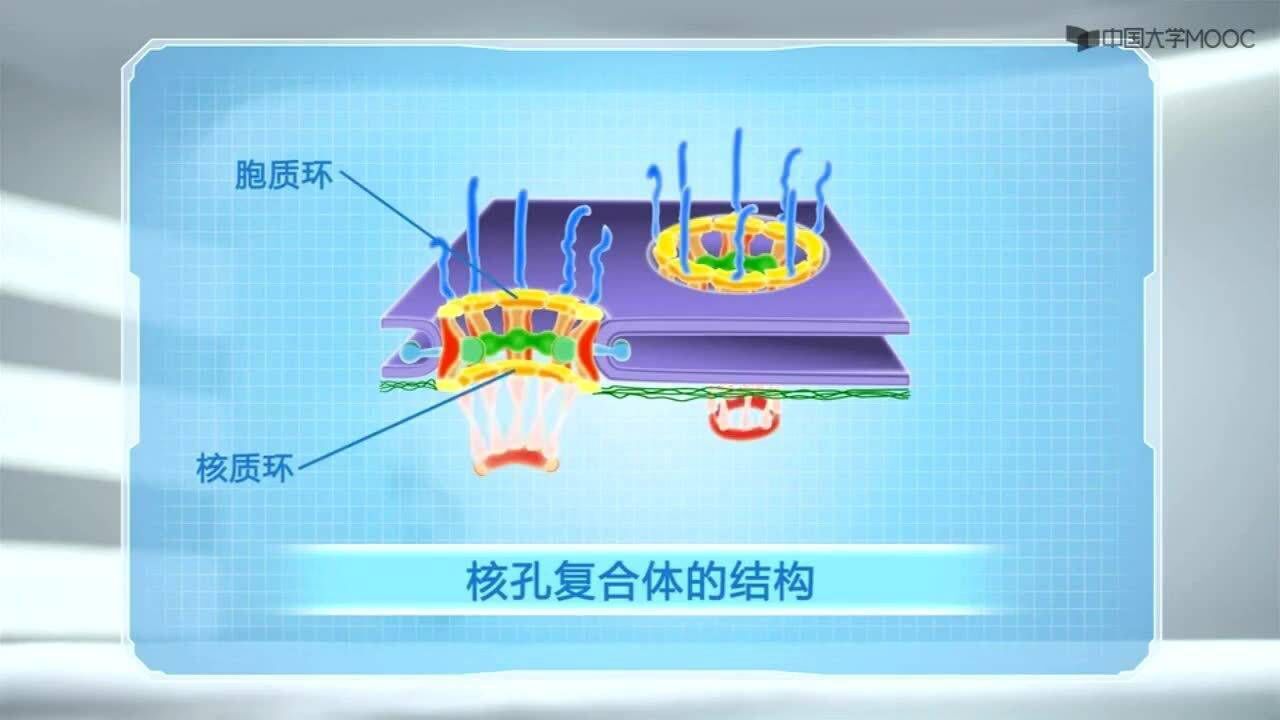 127.核孔复合体的核输入和核输出_高清1080P在线观看平台_腾讯视频