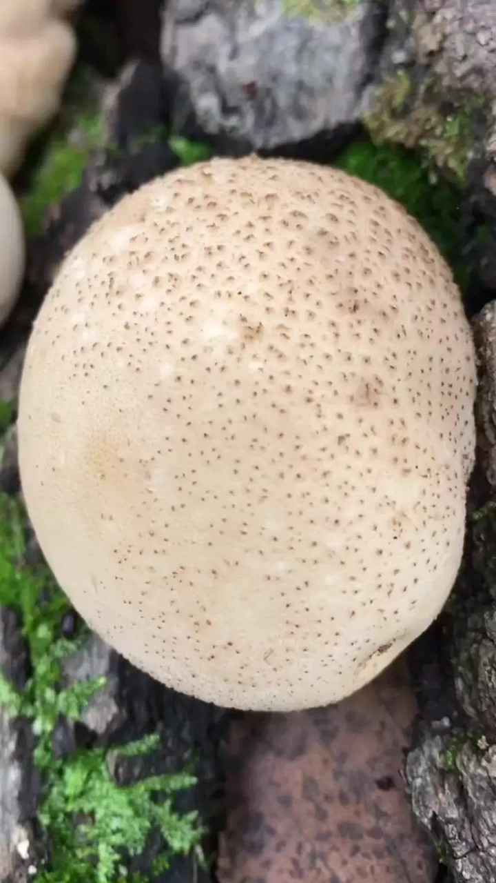 马博,我们叫它马粪包,嫩的时候可以吃,长大就不能吃了,你见过最大的有