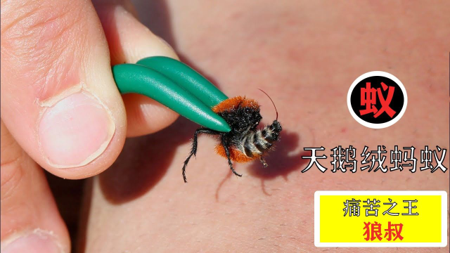 痛苦之王狼叔挑战四痛之一天鹅绒蚂蚁简直恐怖如斯知识π计划知识抢