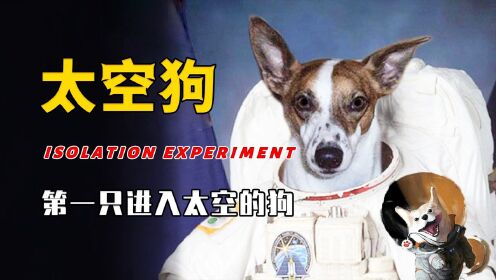 第一只进入太空的狗，在宇宙流浪了63年，人类为什么要毒死它？