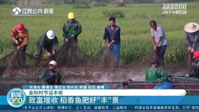 洪泽湖大闸蟹“爬”上互联网 稻花香里拉网捕鱼大丰收!