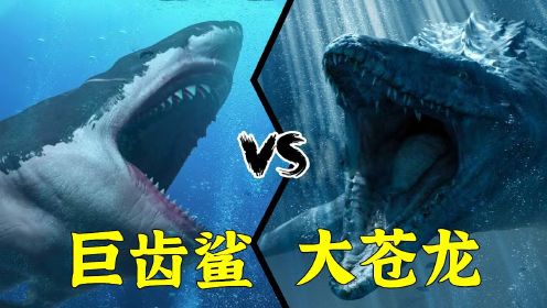 苍龙vs大白鲨，每个都是一方霸主，究竟谁胜谁负？#知识π计划-知识抢先知#