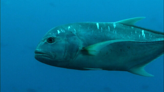 巨大的浪人鲹是独居猎手结队朝圣般的逆流旅行仍是自然之谜