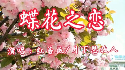 [图]一首《蝶花之恋》旋律如此优美动听，你喜欢吗？