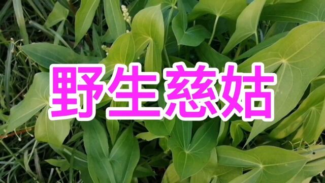 农村一种野草慈姑,又名茨菰,过去是穷苦人的救命菜如今却是稀罕货