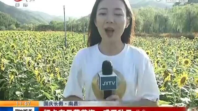 【国庆长假】南昌湾里:打卡向日葵花海 感受秋日“金”彩