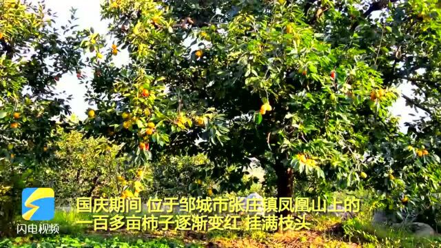 柿子渐红高高挂 邹城凤凰山上一派喜悦丰收景象