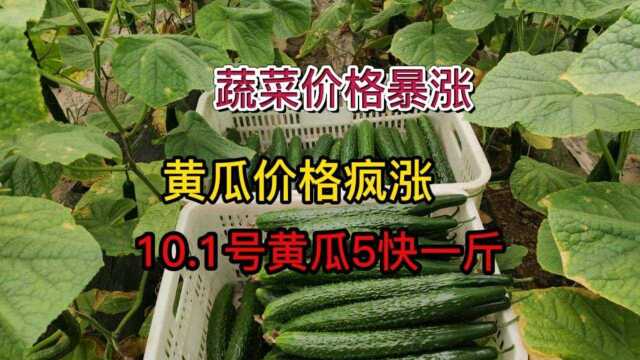 暴涨 暴涨山东黄瓜价格大涨价 10.1号黄瓜4块多一斤客商抢着要.