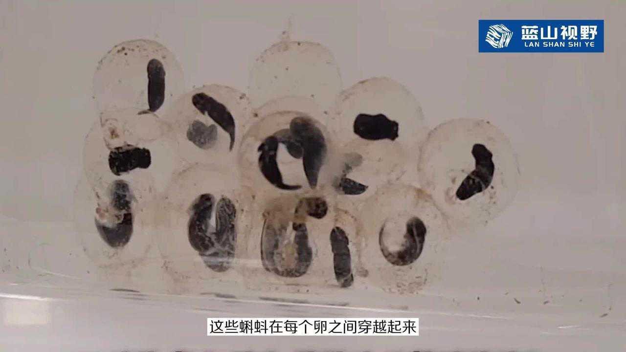蝌蚪的生长过程_高清