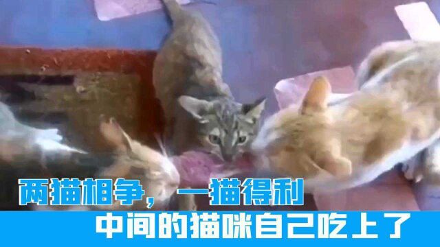 两猫相争,一猫得利,中间的猫咪自己吃上了