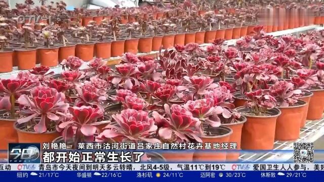 一个大棚收入14万!青岛莱西:10万盆多肉上市,线上销售火热