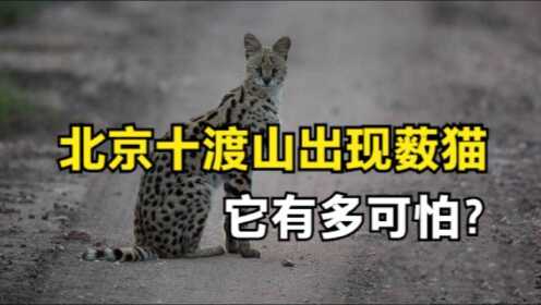 薮猫有多凶猛？曾在北京市郊出没，会吃人吗？
