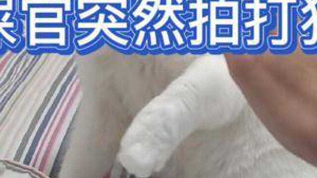 铲屎官突然拍打猫咪,它无辜的表情太萌了,赶紧停手