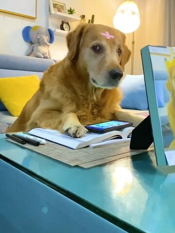 戏精狗狗上网课偷玩游戏,万万没想到被老师!#萌宠#搞笑