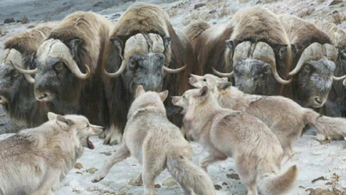 狼群团队作战有多猛！猎杀成群野牛，与牛群展开生死追击