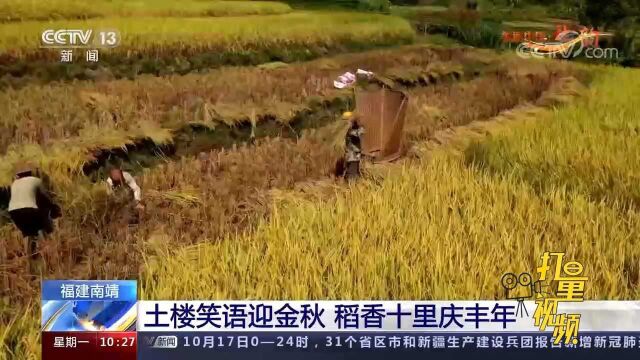 乡土气息浓厚!福建南靖:土楼笑语迎金秋,稻香十里庆丰年