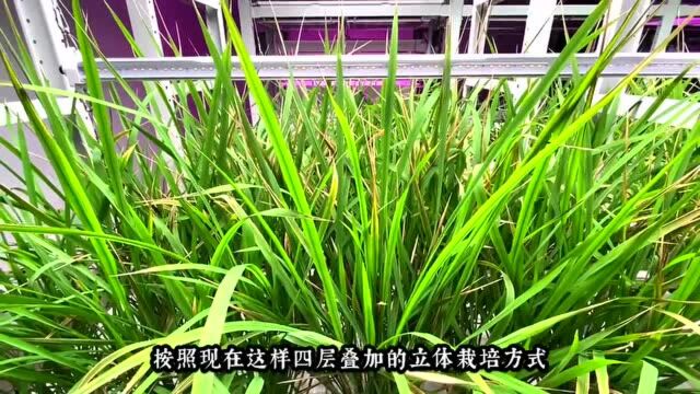 “航天蔬菜”杭州有同款,人造阳光和空气,全程不用农药,带你走进神奇植物工厂