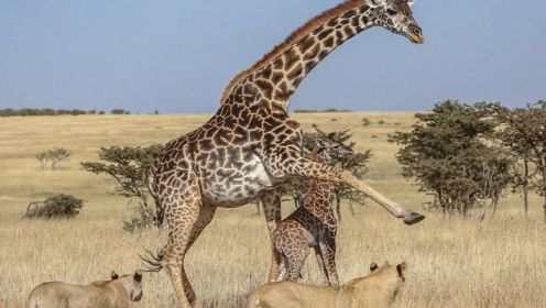 长颈鹿宝宝刚刚出生，便被饥饿的狮子盯上，长颈鹿母亲奋起抵抗
