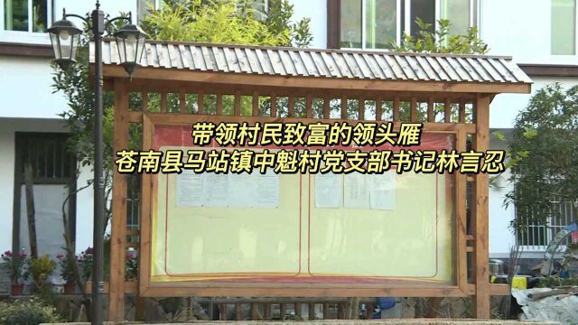 金牛话共富 带领村民致富的“领头雁”——苍南县马站镇中魁村党支部书记林言忍