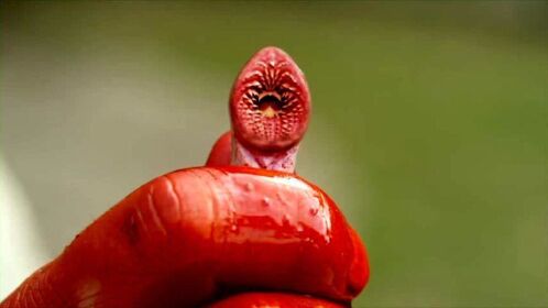 饥饿的鳗鱼会吃人,而且只喝血不吃肉《血湖》