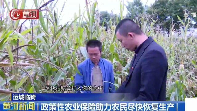 运城临猗:政策性农业保险助力农民尽快恢复生产