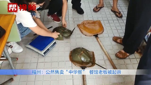 无知!男子餐馆内公然售卖保护动物中华鲎,被审查起诉后深深忏悔