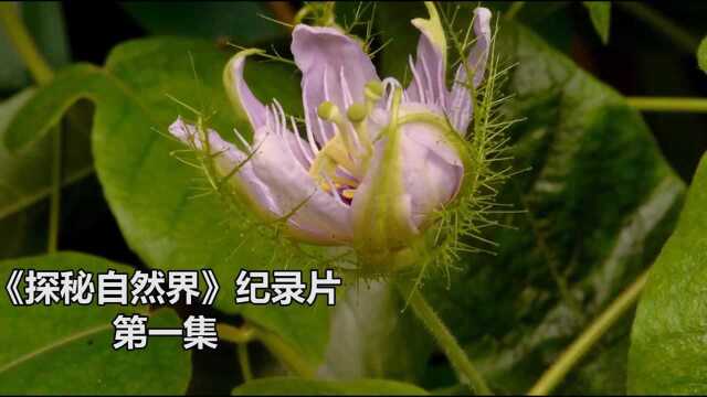 《探秘自然界》1.为了不被吃掉,植物想尽办法,却难逃底层食物链的宿命,纪录片