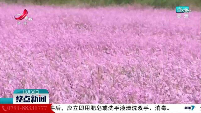 鄱湖蓼子花开了