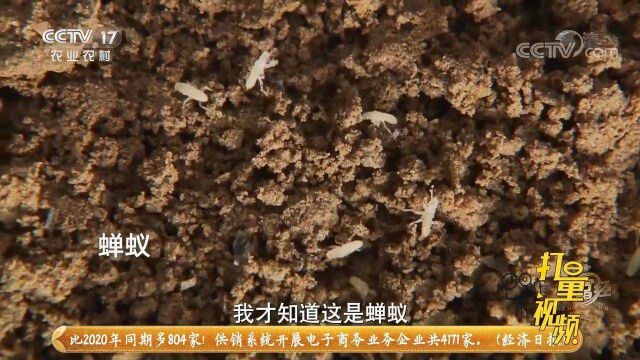 金蝉卵枝条被大哥遗忘在水桶里,没成想却孵化出了蝉蚁